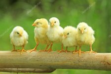 five chicks.jpg
